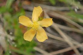 Image result for Hypericum lalandii