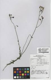 Image result for Wahlenbergia undulata