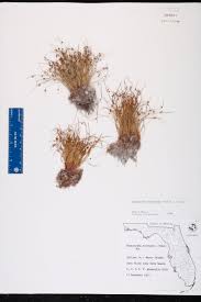 Image result for Lipocarpha