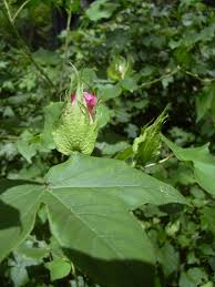 Image result for Craterostigma hirsutum