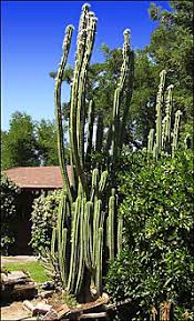 San pedro cactus loves sunshine, so make sure the plant gets enough sunlight to obtain the necessary nutrients. Trichocereus Heaven Is Home To Cactus Kate S Peruvian Trichocereus Collection