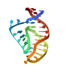 Image result for Phylica emirnensis