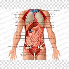 The principal arteries are the (posterior) intercostals and the internal thoracic arteries. Thorax Human Anatomy Anatomy Drawing Diagram
