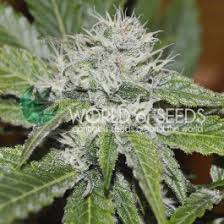 Closest retailers to anaheim, ca carrying white widow automatic female cannabis seeds. Cannabis Seeds Marijuana Seeds World Of Seeds