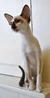Orientalisch Kurzhaar Awwwww Kitties Evcil Hayvanlar Hayvan Resimleri Hayvan
