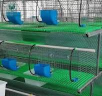 Customize Portable Galvanized Metal Rabbit Feeding Cages For Zimbabwe Farm