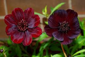 Chocolate cosmos is a variety of brown flowers from our wholesale flowers collection that is great for mothers day flowers, flower bouquet, wedding decoration ideas, flower arrangements, happy birthday flowers, wedding flowers, bridal bouquet, centerpieces, and much more. Cosmos Pacific Bulb Society