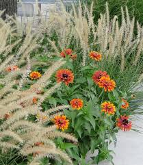 Pennisetum Orientale Karley Rose With Zowie Yellow Flame Zinnia Planter Des Fleurs Amenagement Jardin