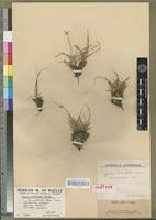 Image result for Cyperus maculatus