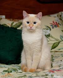 flame point siamese cat poster by amy cicconi