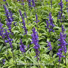 Shop perennial flower seeds and plants from the most trusted name in home gardening. Salvia Half Hardy Perennial Planting And Growing Guide