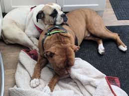 Maybe you would like to learn more about one of these? American Bulldog Rescue 501c3 Not For Profit Dog Rescue Charity Sandy Adopted