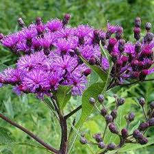 Image result for Vernonia glabra
