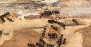 Want to learn more about carpenter ants and how to get them out of your home, then why not ask the masters for help. 4 Things To Know About Carpenter Ants