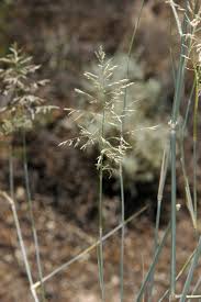 Check spelling or type a new query. Cane Grass Bamboo Grass Grasslands