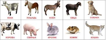 дидактические карточки домашние животные и их детеныши картинки для Skachat Kartochki Zhivotnye Pticy Nasekomye Obuchalka Kartinki Domashnih Zhivotnyh Domashnee Zhivotnoe Zhivotnye