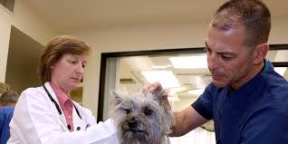 Check spelling or type a new query. Veterinarians For Cats Dogs All Pets Veterinary Clinic Rancho Palos Verdes Ca