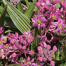 Image result for Ledebouria cooperi