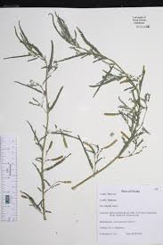 Image result for Aeschynomene tenuirama