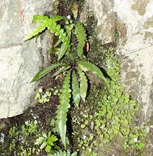 Image result for Pleopeltis  × simiana