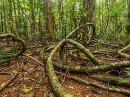 There are two main types of tropical forest: Rainforest Animals