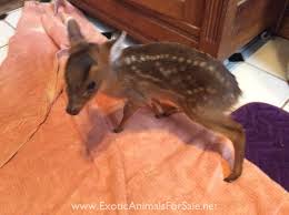 I'm looking into an exotic pet. Muntjac Deer For Sale