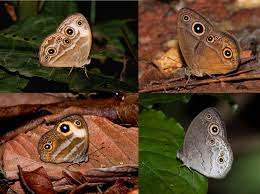 Image result for Paropsia brazzeana