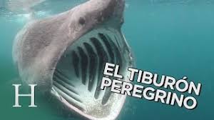 Is eid ul adha 2021? El Tiburon Peregrino Enorme Pero Inofensivo Youtube