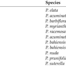 Image result for Psychotria djumaensis
