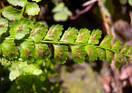 Image result for Asplenium currorii
