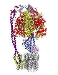 Maybe you would like to learn more about one of these? Structure Of A Bacterial Atp Synthase Elife