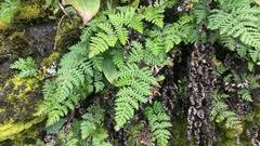 Image result for Aleuritopteris
