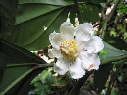 Image result for Bellucia pentamera