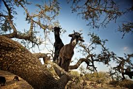 Résultat de recherche d'images pour "goats in argan tree"
