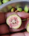 sangeeta khanna | Wild figs (gooler) are edible and delicious ...