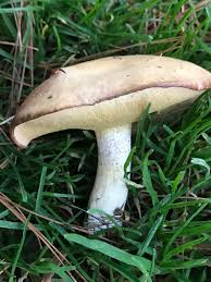 Image result for Suillus weaverae