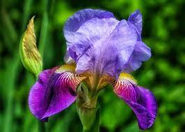 Free Image On Pixabay Iris Flower Close Up Bloom Flower Close Up Iris Flowers Bloom Blossom