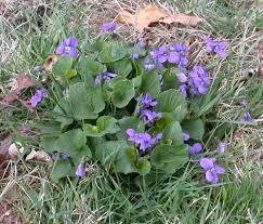 Image result for Vernonia violaceopapposa