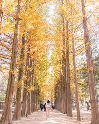 Seoul has a population of 9.7 million people. Exploring Nami Island In Autumn Travel Guide Onebluehat