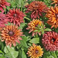 Rudbeckia Sahara Plants Seeds Perennials