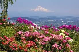 Rose Garden Adds Beauty To Mt Hood From Pittock Mansion Portland Oregon Pacific Northwest Phot Landscaping Shrubs Rose Garden Landscape Rose Garden Portland