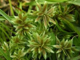 Image result for Pycreus pumilus