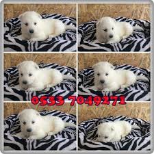 0533 704 9271 Samoyed Yavrularimiz Samoyed Puppy Puppies Like Likes Bursa Dog Dogs Lover Love Cute Instagram Samoyed Ikiz Oya