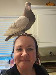 Found tame pigeon in Kamuela/Waimea, Big Island