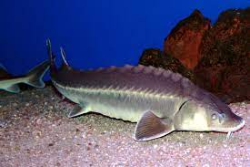 Acipenser ruthenus picture by meyer, t. Acipenser Ruthenus Wikispecies
