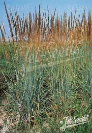 Image result for Sorghastrum