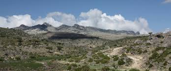 Image result for Commiphora kua