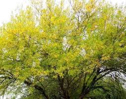 Image result for Fraxinus velutina