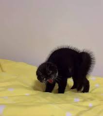 Melansir catster.com, kamis (5/10/2020), warna dasar pada kucing hanya terdiri dari hitam, merah (oranye), putih, dan sisanya adalah warna hasil kombinasi. Bulu Bulu Kehidupan On Twitter In 2021 Cats Cat Pics Animals