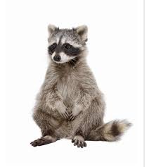 Pin By Frances Hovig On Wasberen Baby Raccoon Raccoon Trash Panda